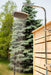 Canadian Timber Savannah Standing Shower - CTC205 - Dundalk LeisureCraft - Backyard Caravan LLC